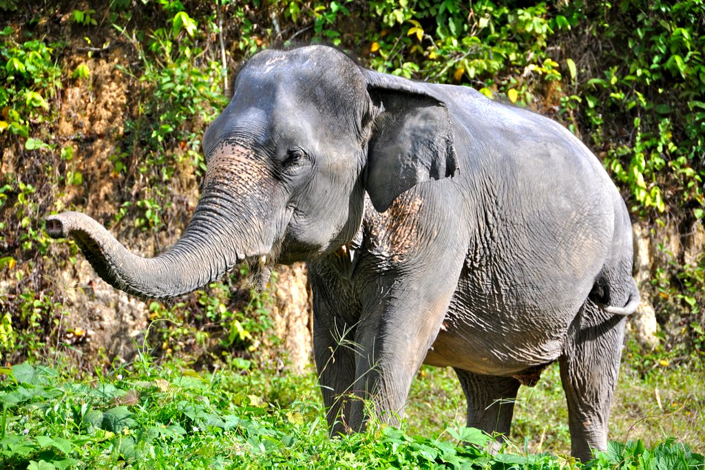 Индийские слоны живут. Elephas Maximus — азиатский слон. Хоботные индийский слон. Азиатский слон с бивнями. Азиатский слон хоботные.